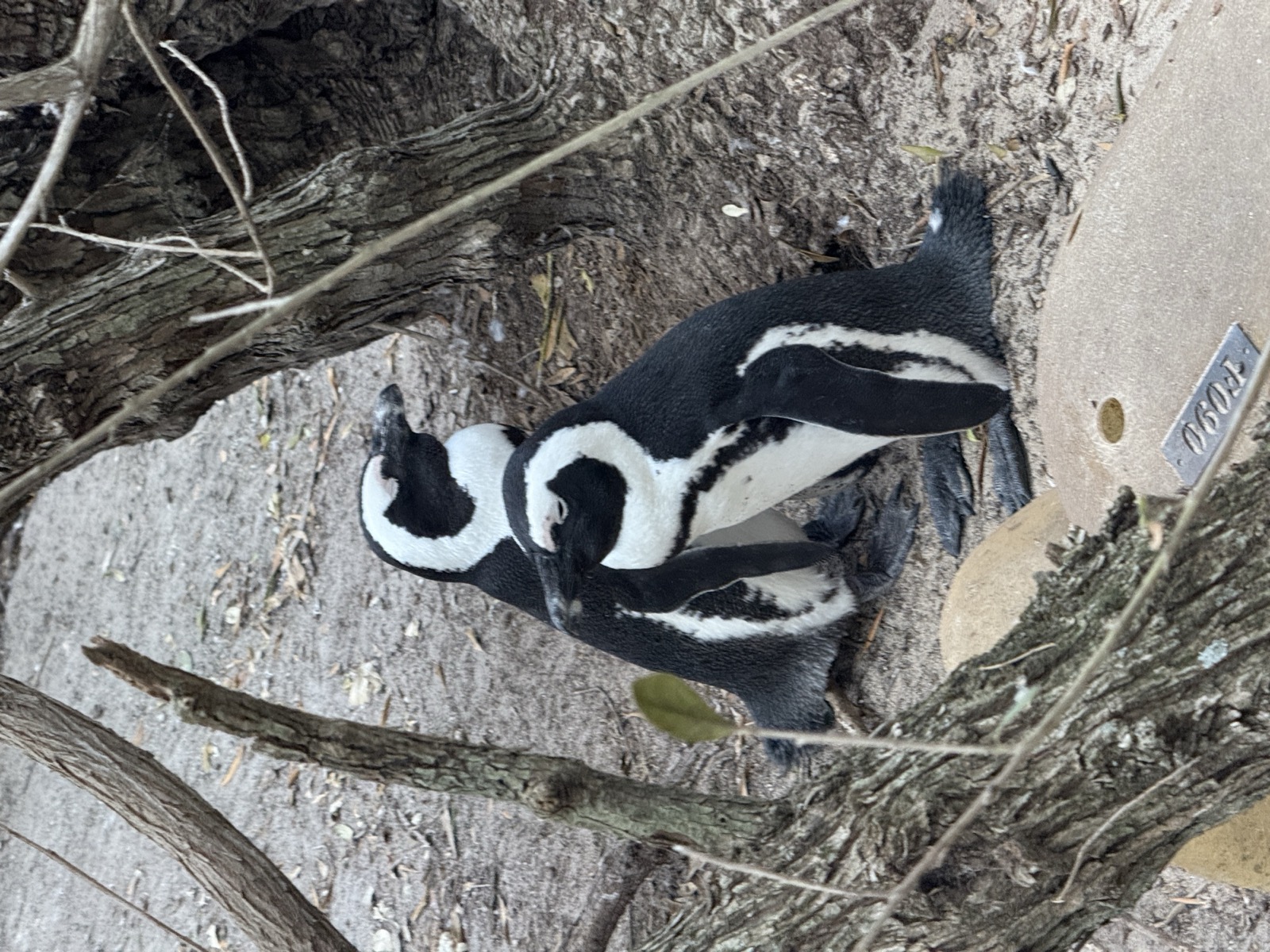 African penguins at Boulders Beach, Cape Town — expedition day trip during Local Secrets XP kite safari