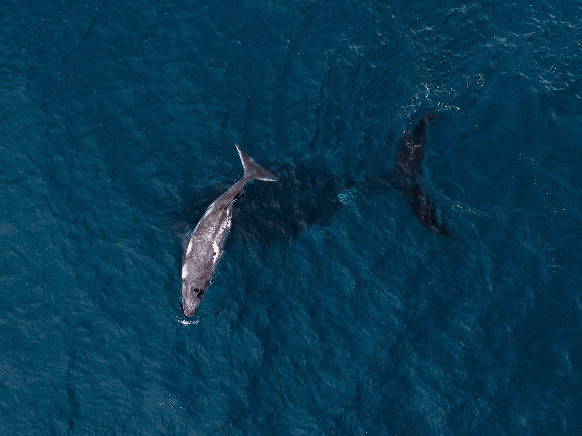 Two humpback whales photographed from drone above the Mozambique Channel — whale watching on the kite expedition