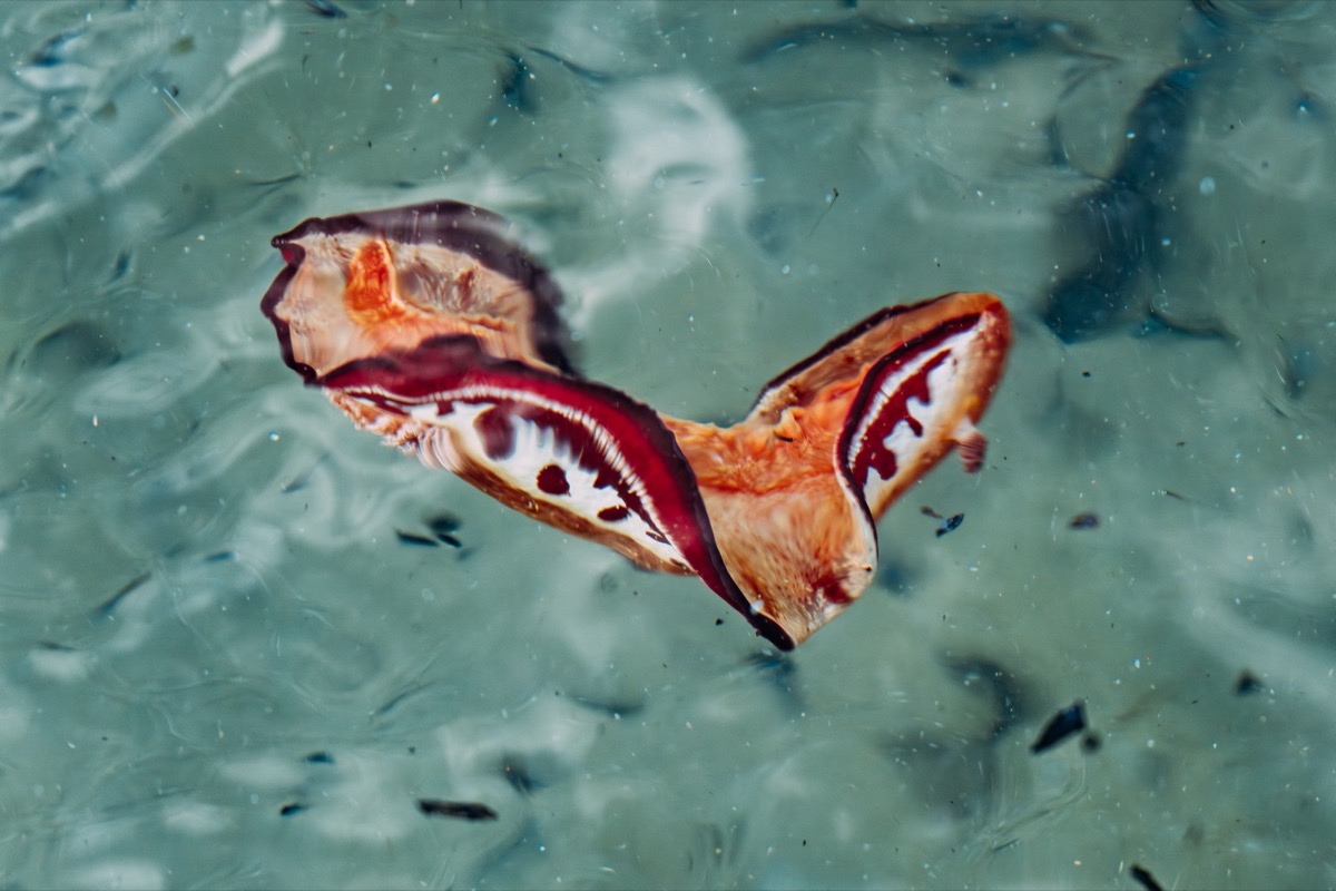 Colorful tropical shell floating in crystal-clear waters off Inhaca Island, Mozambique