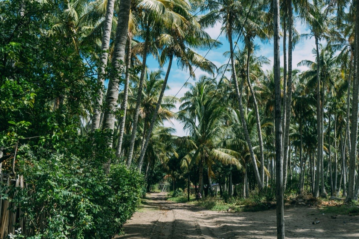 Palm forest trail on Inhaca Island, Mozambique — island exploration between kite sessions