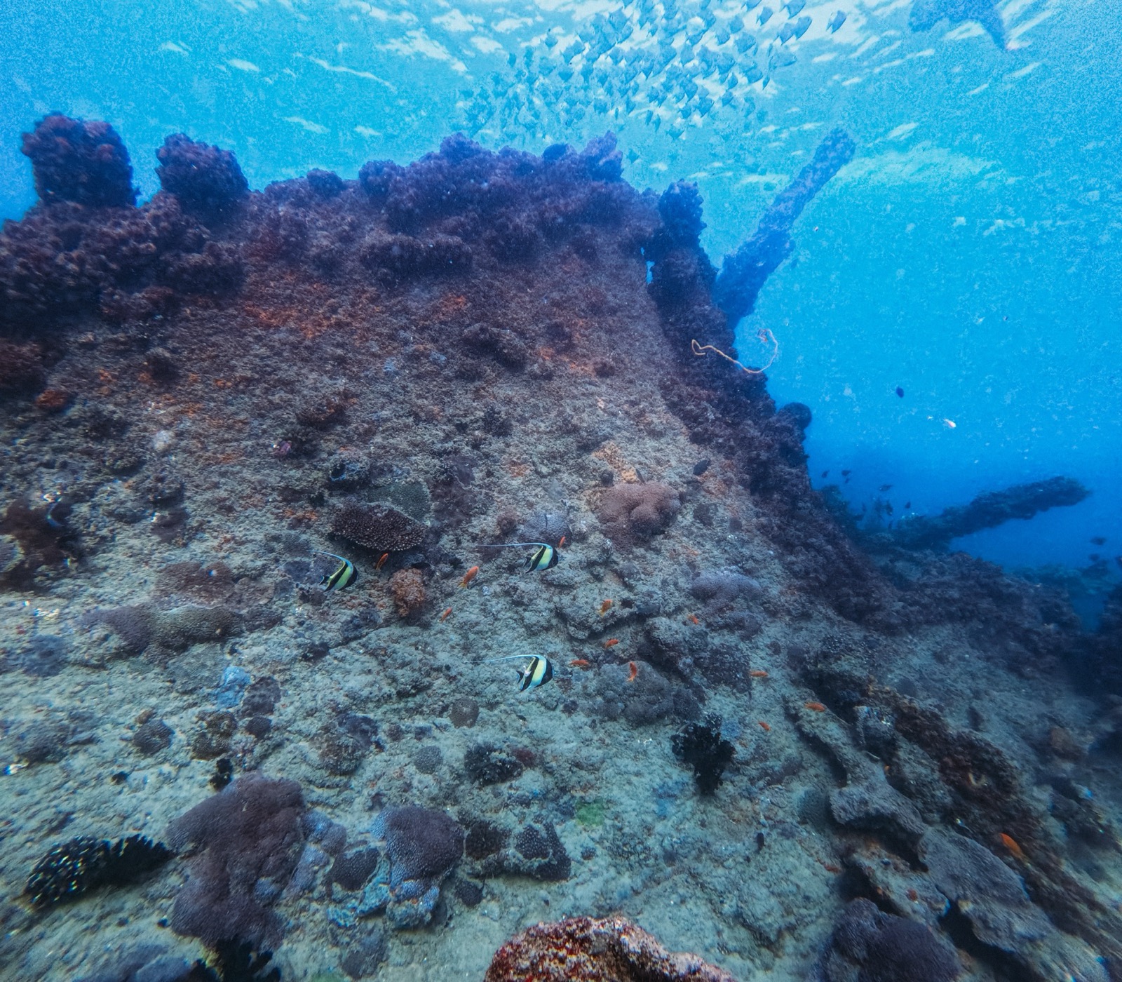 reef snorkelling Mozambique Inhaca Island Indian Ocean marine park Local Secrets XP